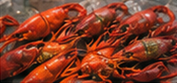 Freshly cooked lobsters on display.
