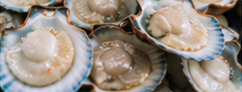Fresh scallops in the shell.