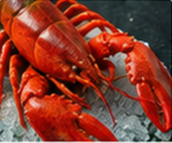 A cooked lobster on ice.